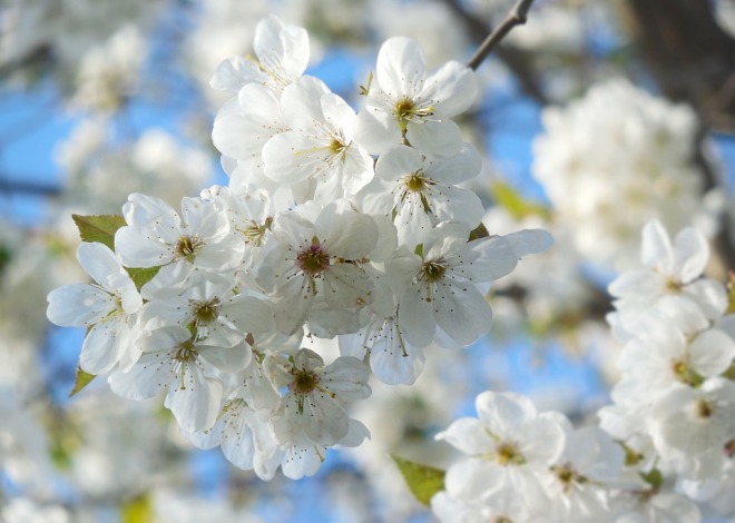cherry-blossoms-3110839_960_720